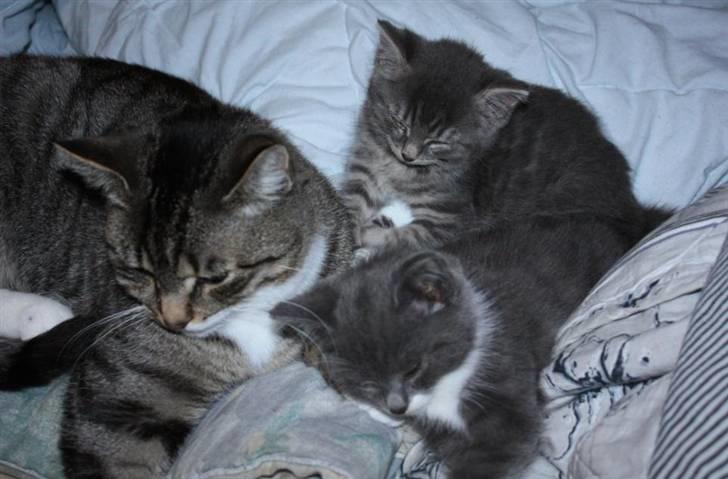 Huskat Nimbus - Lille pus passer på de små nye bebser :) billede 20