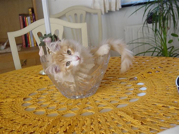 Norsk Skovkat Gismo ***RIP*** 2003 -  - Ja den kan han ikke være i mere. billede 1