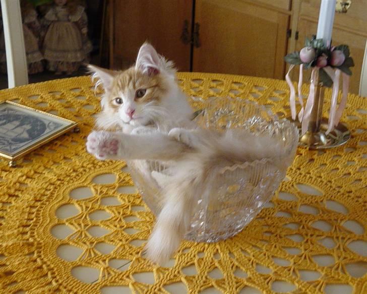 Norsk Skovkat Gismo ***RIP*** 2003 -  billede 2