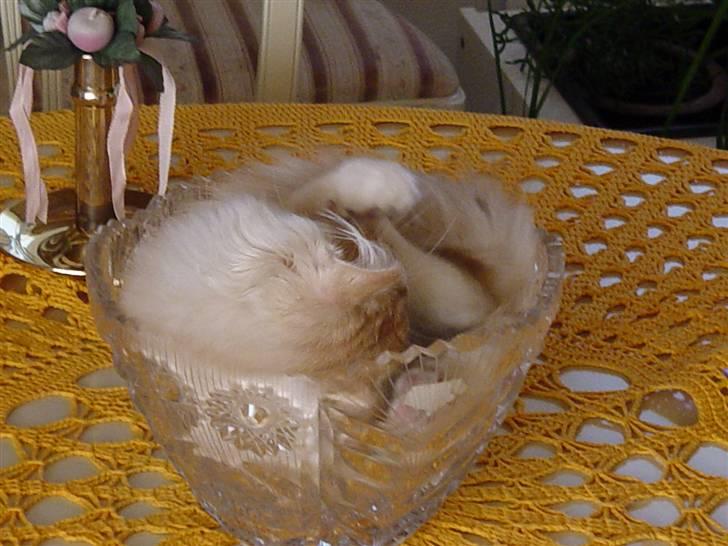 Norsk Skovkat Gismo ***RIP*** 2003 -  billede 3