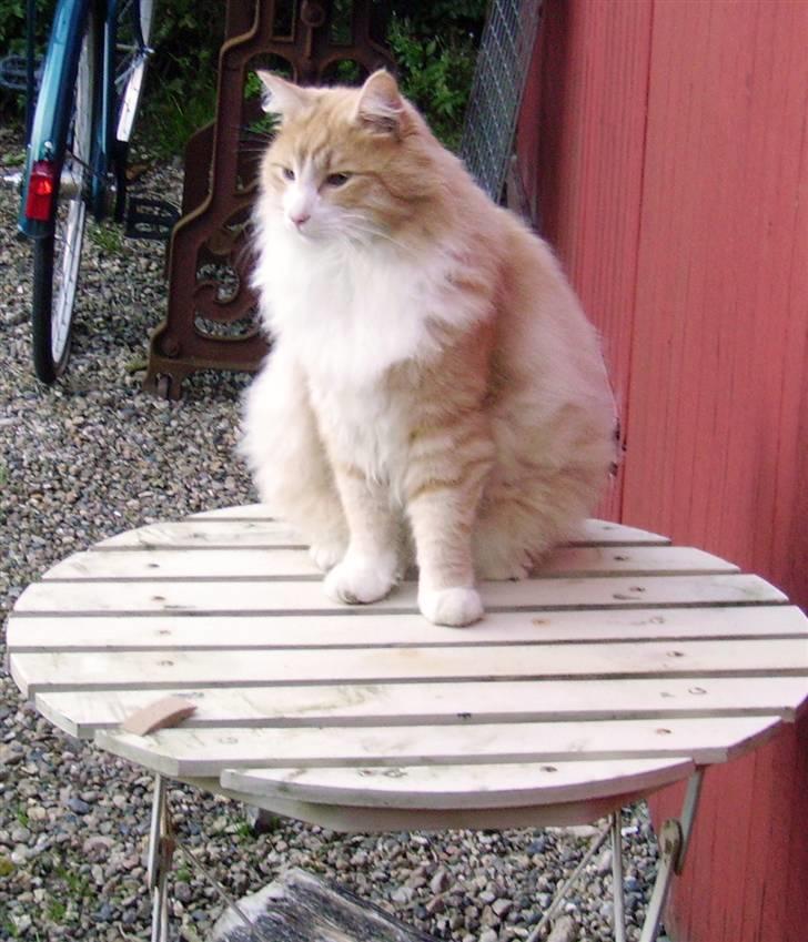 Norsk Skovkat Gismo ***RIP*** 2003 -  billede 4