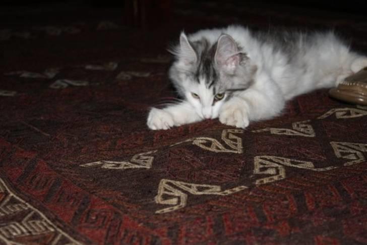 Norsk Skovkat Akilleus Øxenholdts billede 15