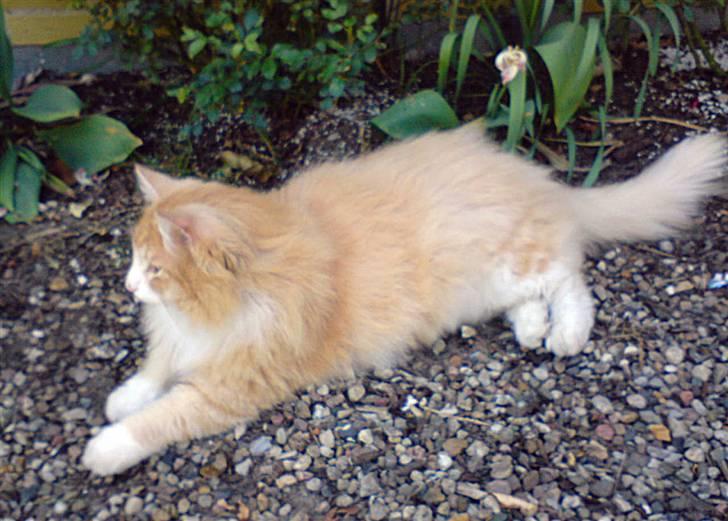 Norsk Skovkat Gismo ***RIP*** 2003 -  billede 5