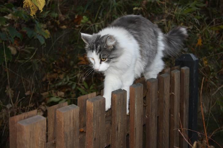 Norsk Skovkat Akilleus Øxenholdts billede 16