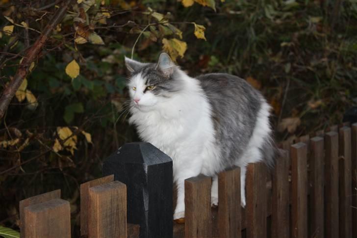 Norsk Skovkat Akilleus Øxenholdts billede 17