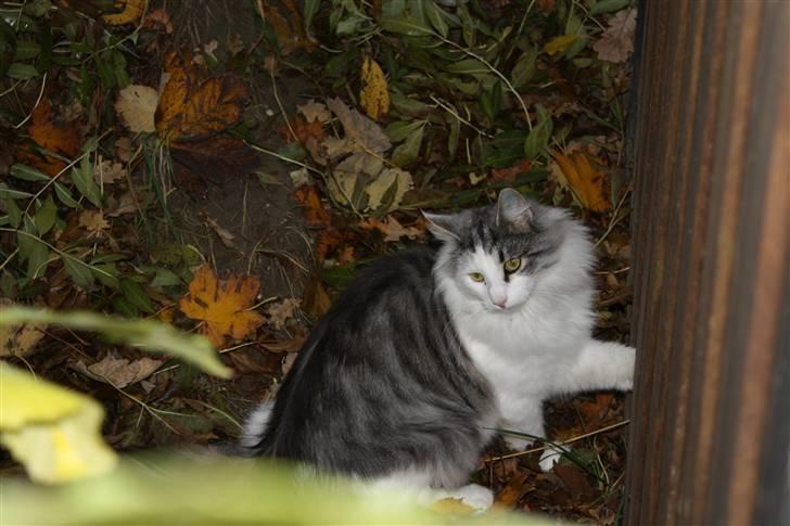 Norsk Skovkat Akilleus Øxenholdts billede 18