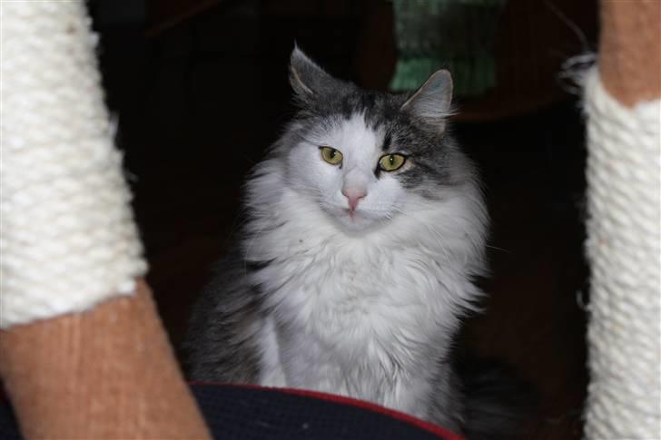 Norsk Skovkat Akilleus Øxenholdts billede 19