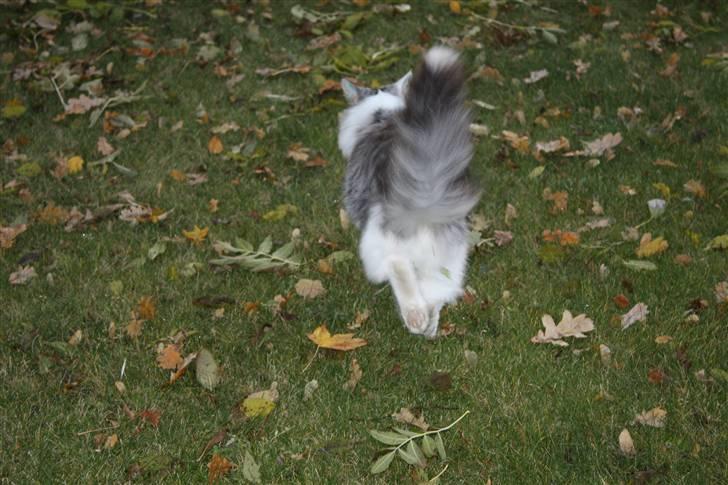 Norsk Skovkat Akilleus Øxenholdts - Farveller ;-) billede 20