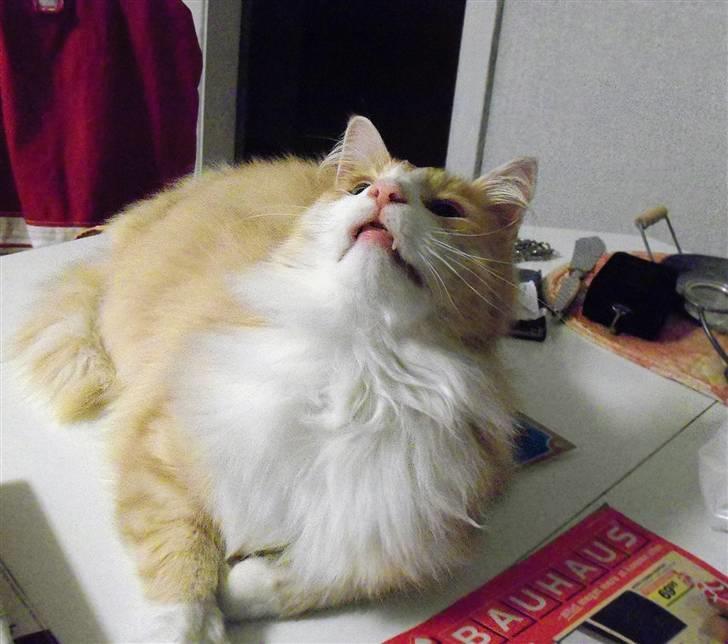 Norsk Skovkat Gismo ***RIP*** 2003 -  billede 6