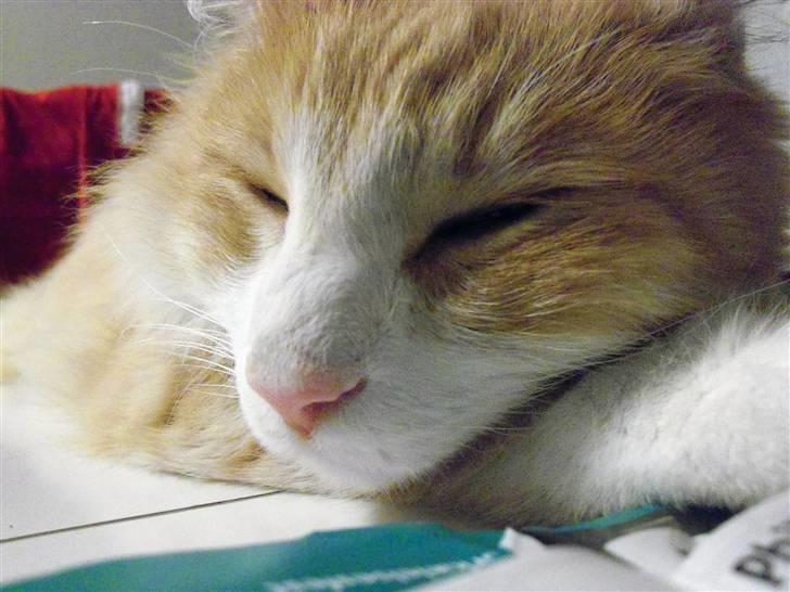 Norsk Skovkat Gismo ***RIP*** 2003 -  billede 7