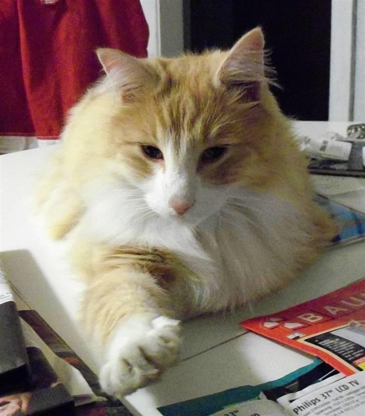 Norsk Skovkat Gismo ***RIP*** 2003 -  billede 8