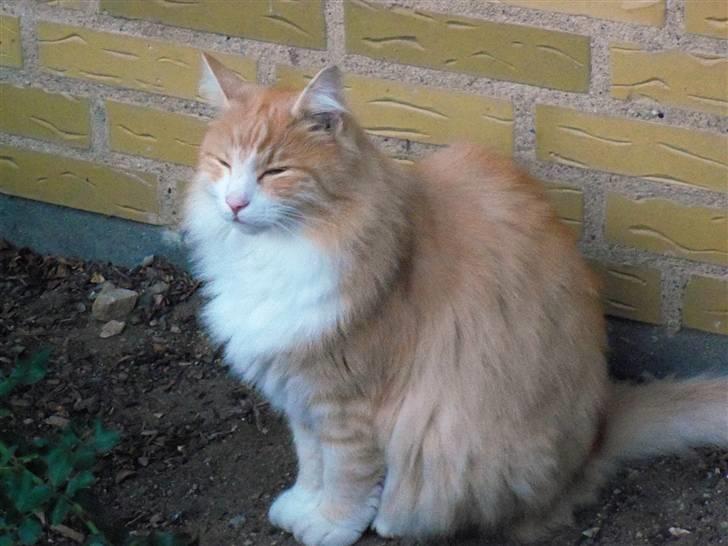 Norsk Skovkat Gismo ***RIP*** 2003 -  billede 9