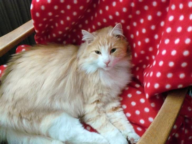 Norsk Skovkat Gismo ***RIP*** 2003 -  billede 10