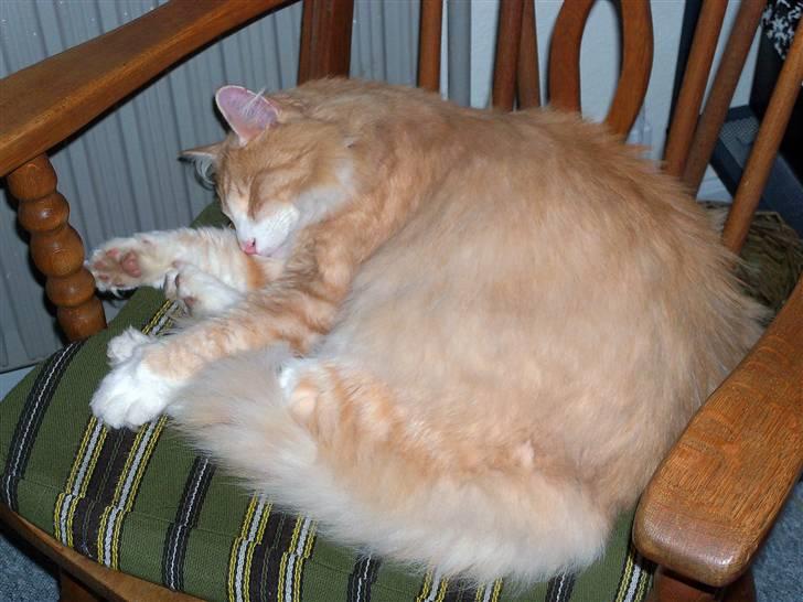 Norsk Skovkat Gismo ***RIP*** 2003 -  billede 11