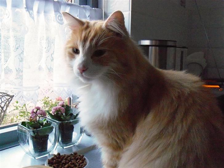 Norsk Skovkat Gismo ***RIP*** 2003 -  billede 12