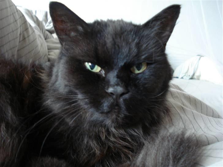 Blanding af racer Miss Cuba billede 1