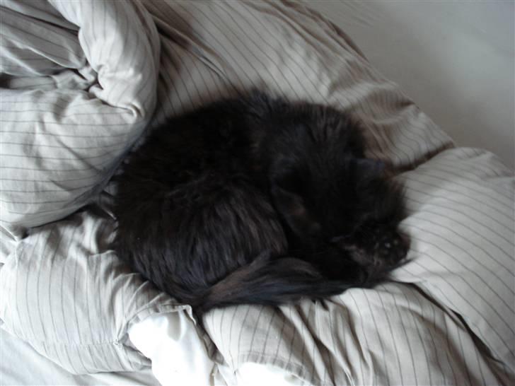 Blanding af racer Miss Cuba billede 2