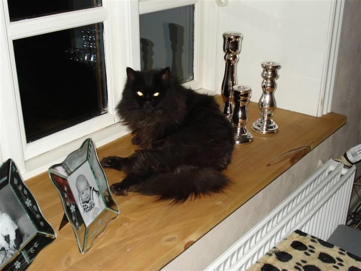 Blanding af racer Miss Cuba billede 3