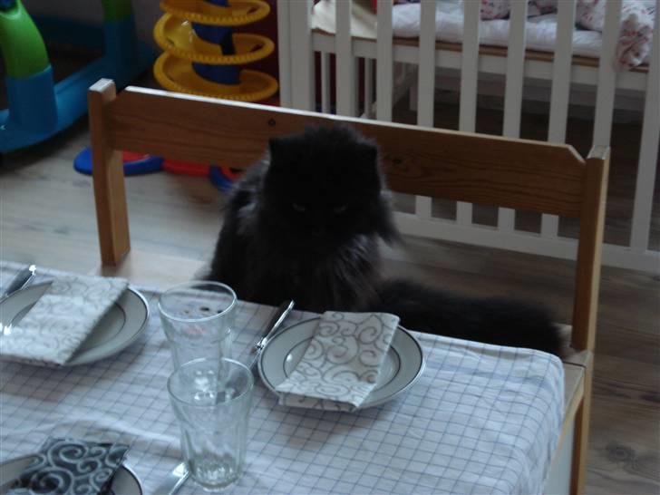 Blanding af racer Miss Cuba - Cuba elsker ALT mad billede 4