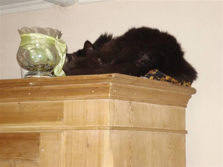 Blanding af racer Miss Cuba billede 5