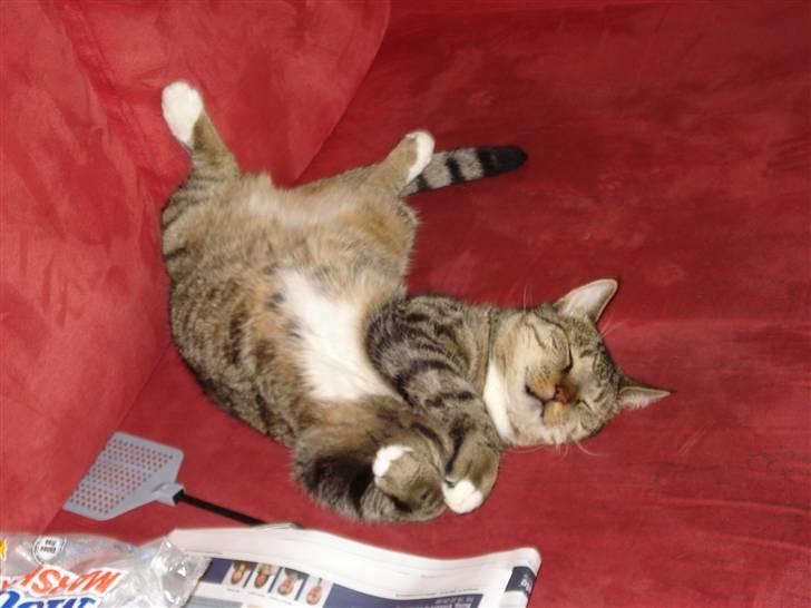 Huskat Tiger Tigersen billede 1