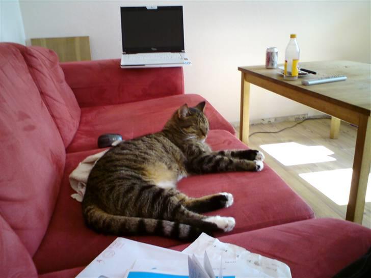 Huskat Tiger Tigersen billede 2