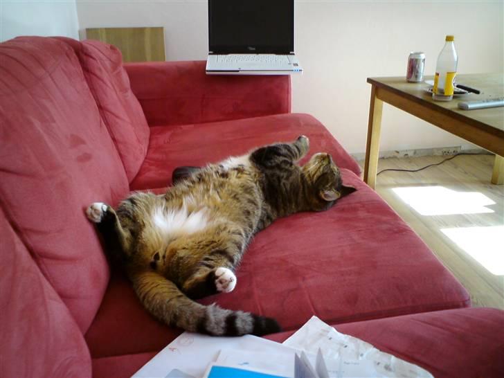 Huskat Tiger Tigersen billede 3