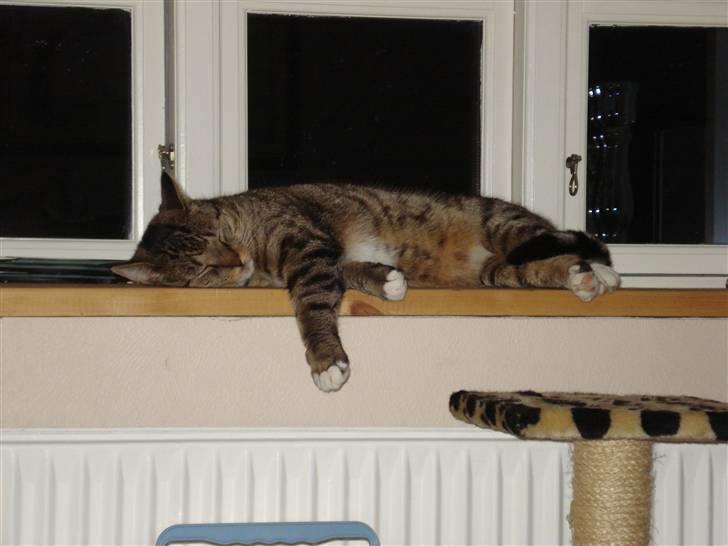 Huskat Tiger Tigersen billede 4