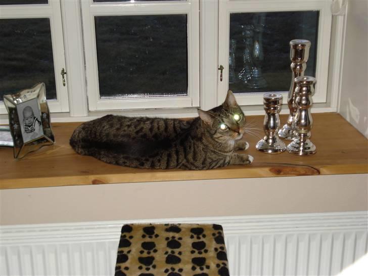 Huskat Tiger Tigersen billede 5