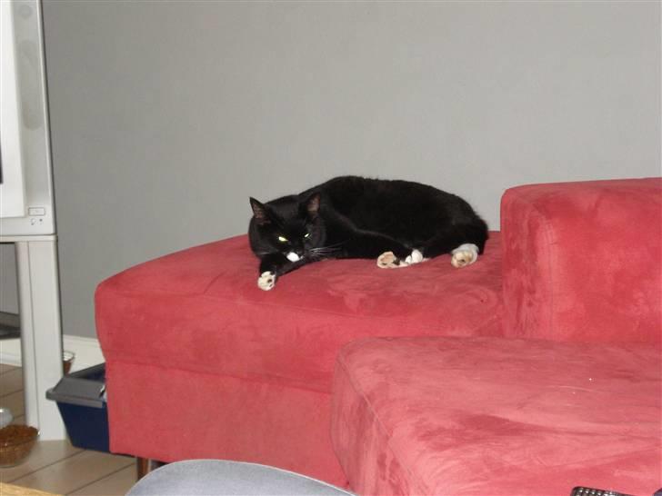 Huskat Tiger Tigersen - Dette er China. Hun kom sammen med tiger og cuba. Hun bliver oprettet sammem med en killing vi får om 14 dage. billede 6