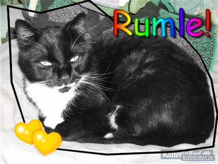 Blanding af racer Rumle billede 12