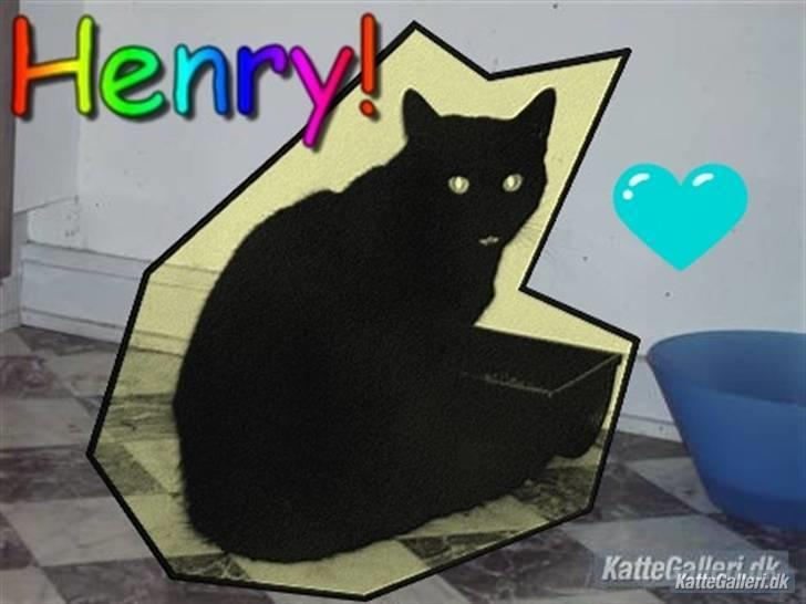 Blanding af racer Henry *flyttet hjemmefra* billede 9