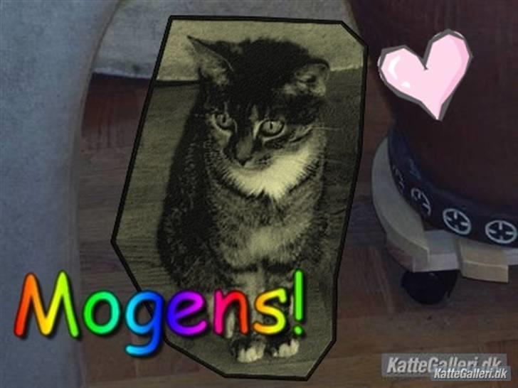 Blanding af racer mogens billede 8