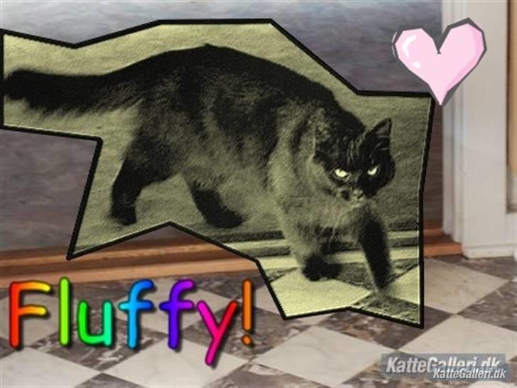 Blanding af racer fluffy *bortgivet* *RIP* billede 9