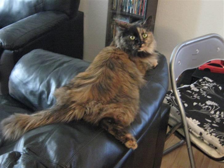 Maine Coon Mille billede 20