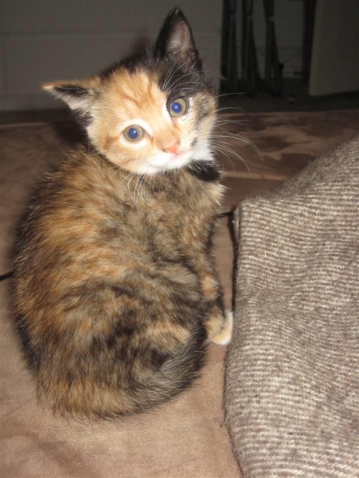 Huskat Kat billede 1