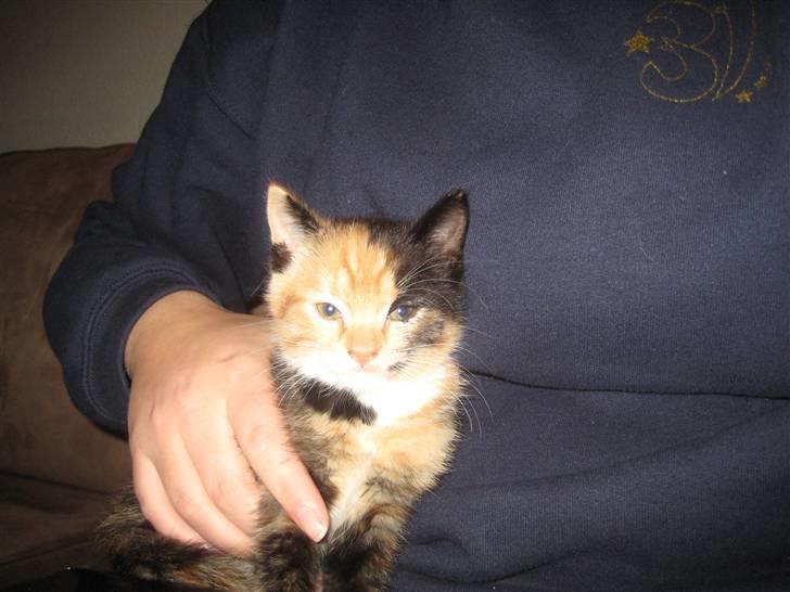 Huskat Kat billede 2