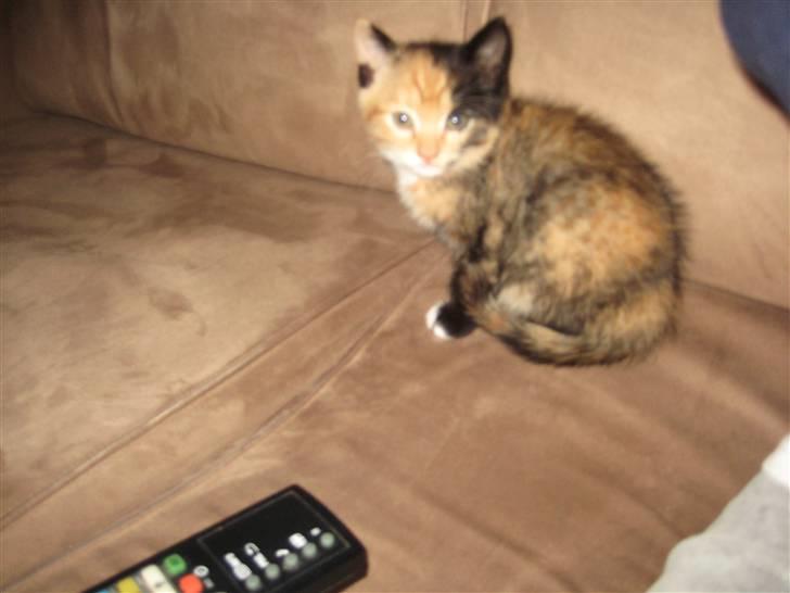 Huskat Kat billede 3