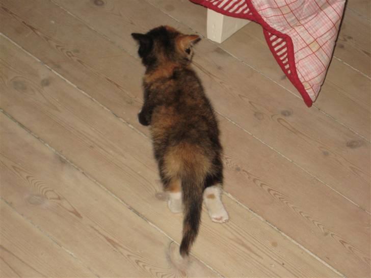 Huskat Kat billede 4