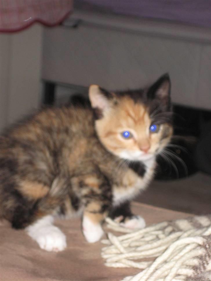 Huskat Kat billede 5