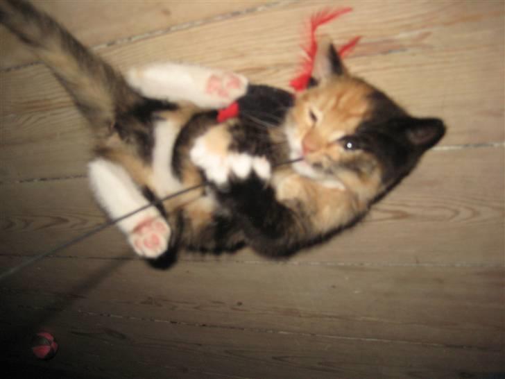 Huskat Kat billede 6