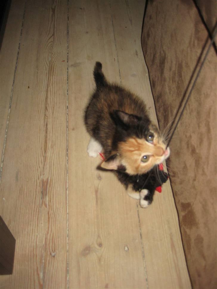 Huskat Kat billede 7