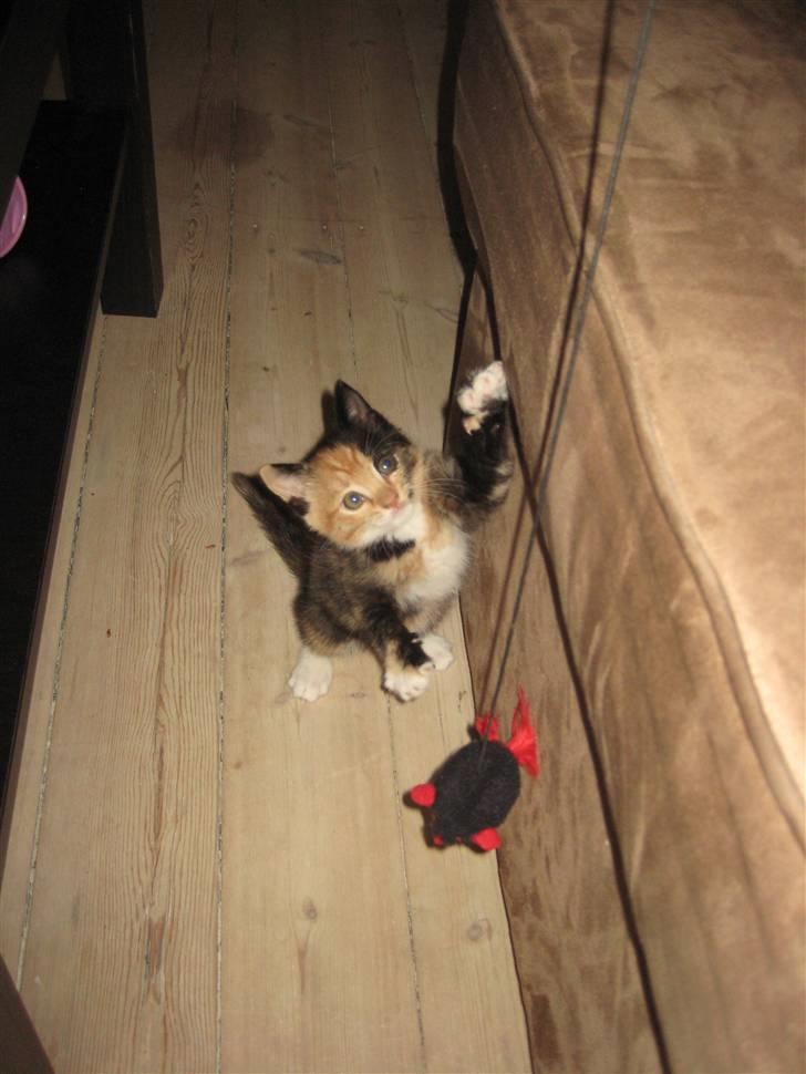 Huskat Kat billede 8