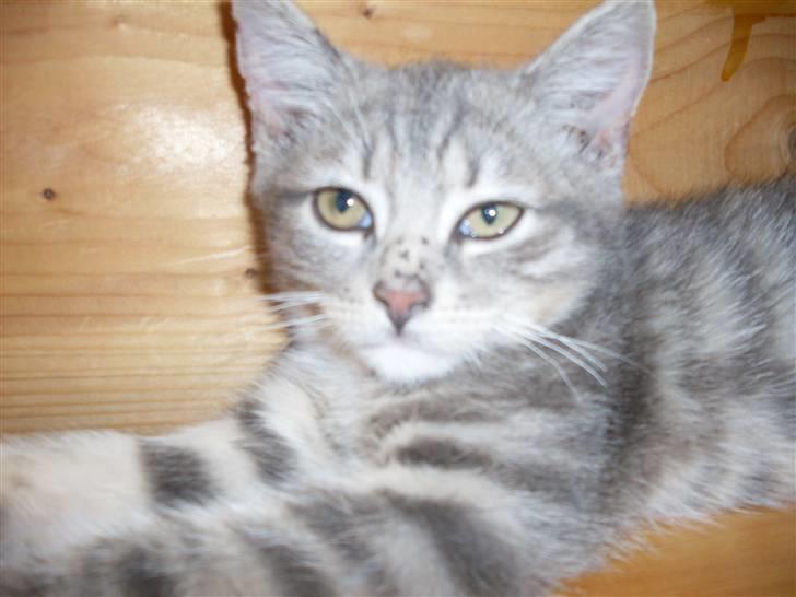 Huskat Morgan billede 1