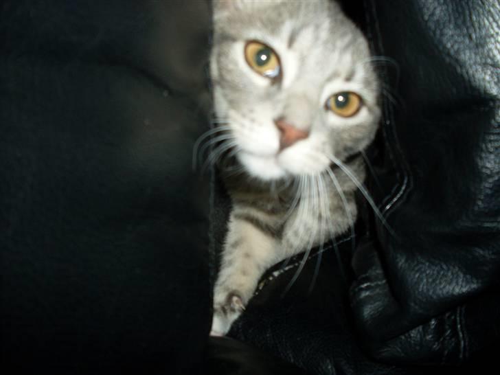 Huskat Morgan billede 2