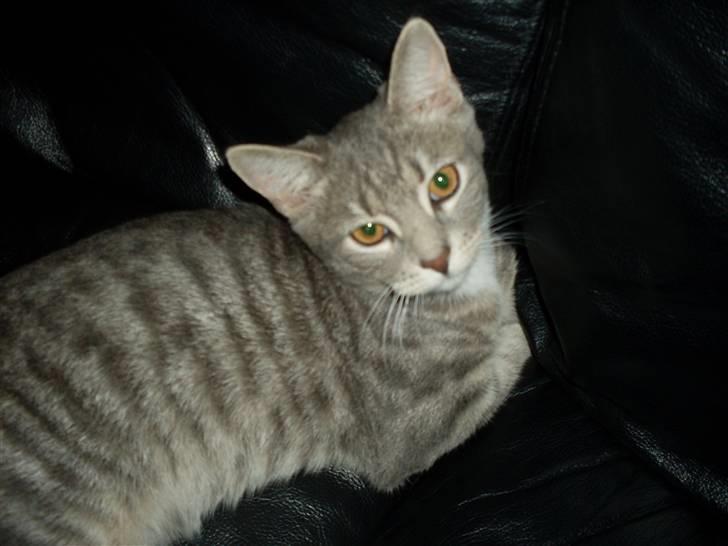 Huskat Morgan billede 3