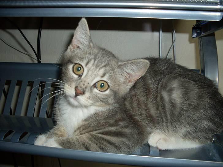 Huskat Morgan billede 4