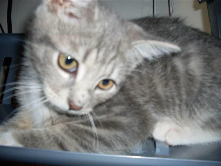 Huskat Morgan billede 5