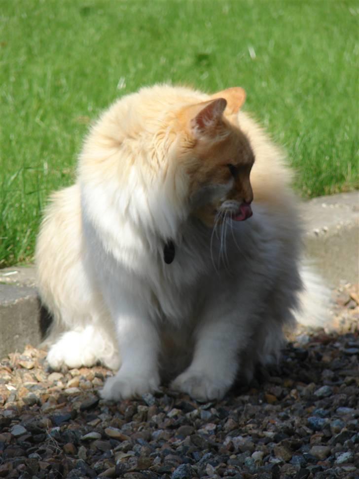 Norsk Skovkat Bailey R.I.P 26/8-10 billede 1