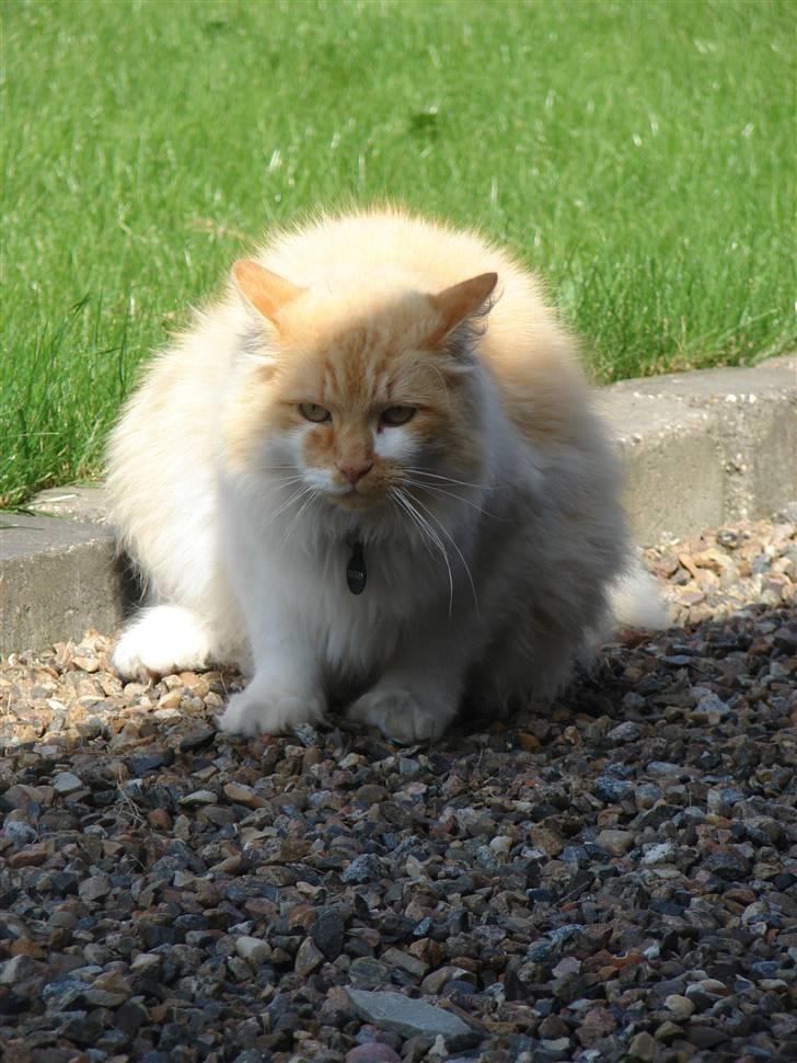 Norsk Skovkat Bailey R.I.P 26/8-10 billede 2